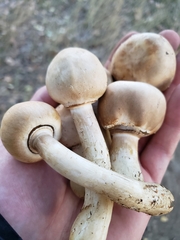 Leucoagaricus leucothites