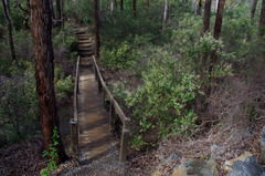 Corymbia calophylla