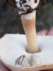 Leucoagaricus leucothites