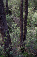 Corymbia calophylla