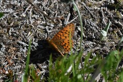 Boloria