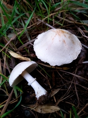 Leucoagaricus leucothites