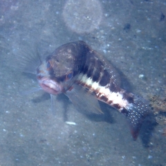 Serranus cabrilla