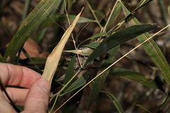 Xysticus bimaculatus