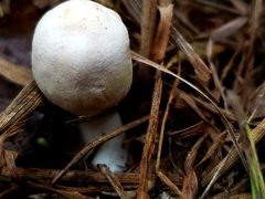 Leucoagaricus leucothites