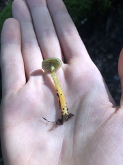 Gliophorus psittacinus