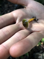 Gliophorus psittacinus