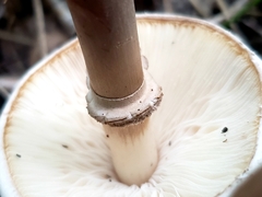 Leucoagaricus leucothites