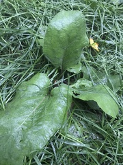 Rumex obtusifolius