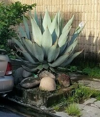 Agave