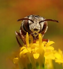 Coelioxys coturnix