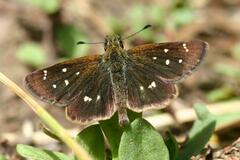 Piruna polingii