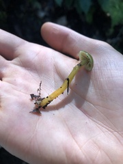 Gliophorus psittacinus