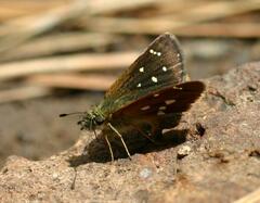Piruna polingii