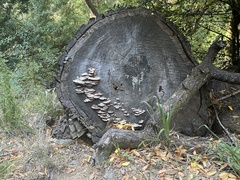 Rhodofomes cajanderi