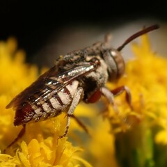 Coelioxys coturnix