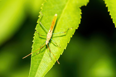 Stenocoris