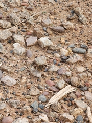 Junonia