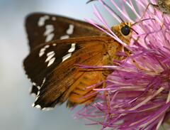 Apyrrothrix araxes