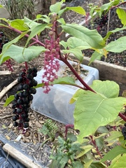 Phytolacca americana
