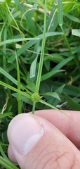 Cyperus brevifolioides