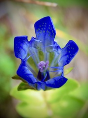 Gentiana calycosa