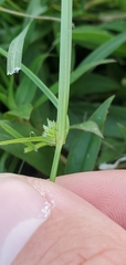 Cyperus brevifolioides