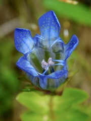 Gentiana calycosa