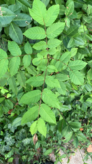 Trachelospermum asiaticum