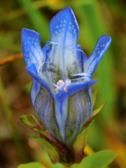 Gentiana calycosa