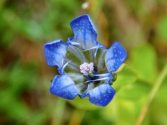 Gentiana calycosa