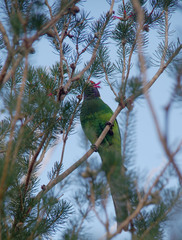 Barnardius zonarius semitorquatus