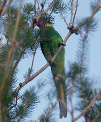 Barnardius zonarius semitorquatus