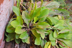 Primula pauciflora pauciflora