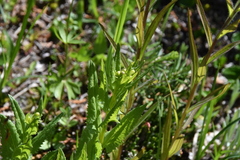 Senecio triangularis