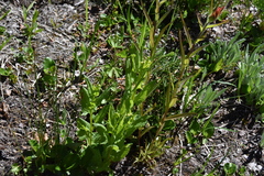 Senecio triangularis
