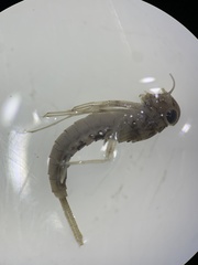 Ephemeroptera