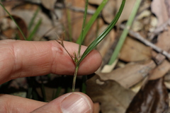 Scleria mackaviensis