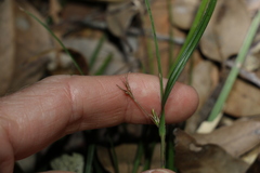 Scleria mackaviensis