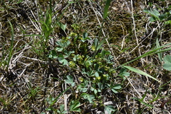 Sibbaldia procumbens