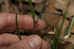 Scleria mackaviensis