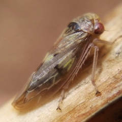 Rhytidodus decimusquartus