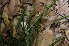 Scleria mackaviensis