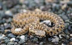 Vipera latastei