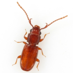 Cryptolestes uncicornis