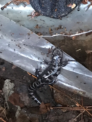 Ambystoma opacum