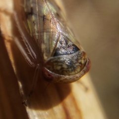 Rhytidodus decimusquartus