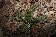 Scleria mackaviensis