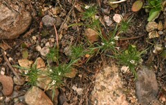 Navarretia intertexta