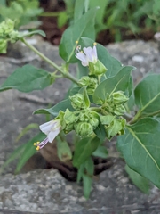 Mirabilis nyctaginea